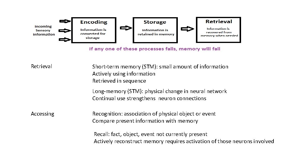 Retrieval Short-term memory (STM): small amount of information Actively using information Retrieved in sequence Retrieval Short-term memory (STM): small amount of information Actively using information Retrieved in sequence