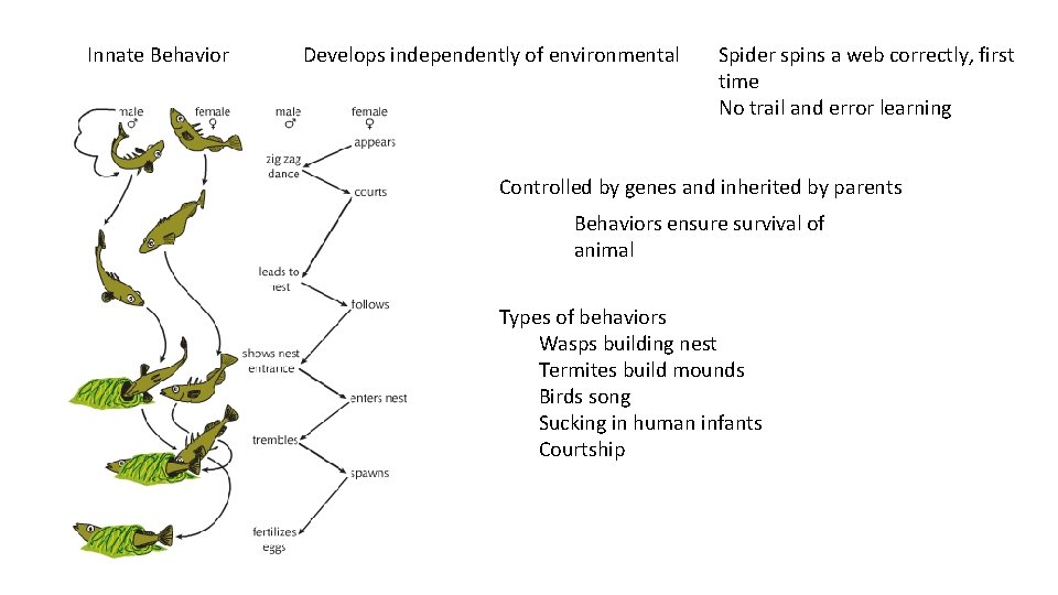 Innate Behavior Develops independently of environmental Spider spins a web correctly, first time No Innate Behavior Develops independently of environmental Spider spins a web correctly, first time No