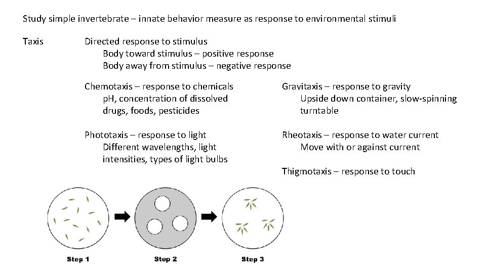 Study simple invertebrate – innate behavior measure as response to environmental stimuli Taxis Directed Study simple invertebrate – innate behavior measure as response to environmental stimuli Taxis Directed
