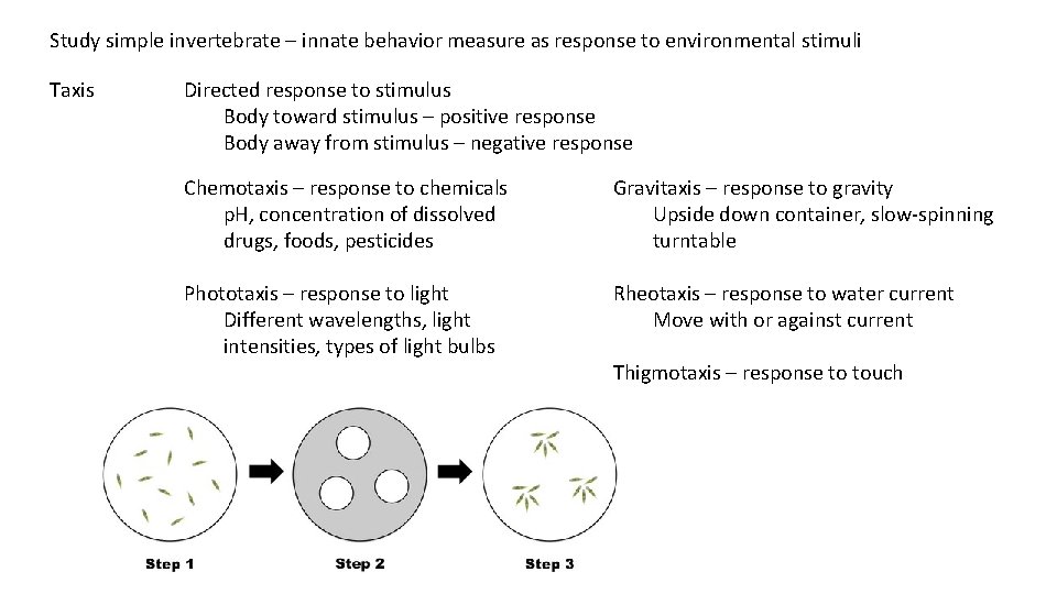 Study simple invertebrate – innate behavior measure as response to environmental stimuli Taxis Directed