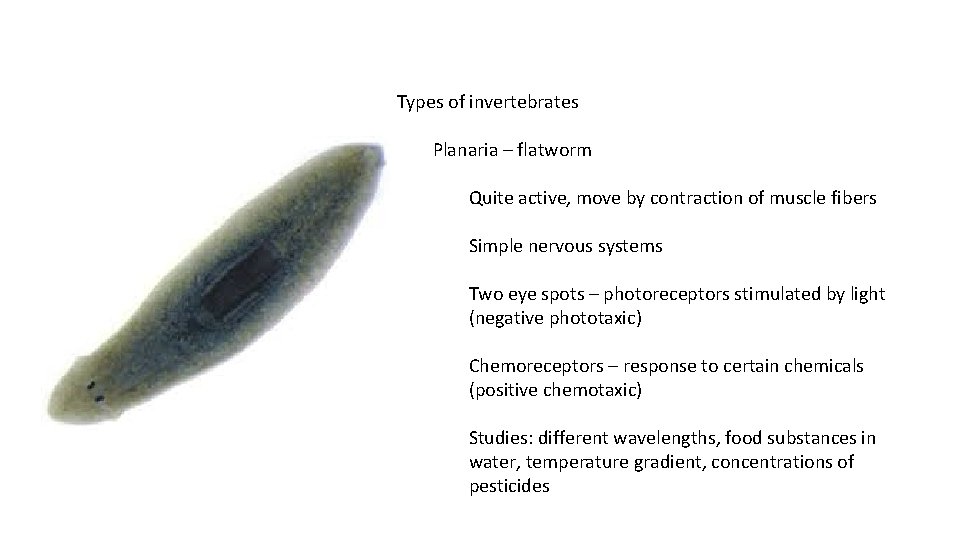 Types of invertebrates Planaria – flatworm Quite active, move by contraction of muscle fibers Types of invertebrates Planaria – flatworm Quite active, move by contraction of muscle fibers
