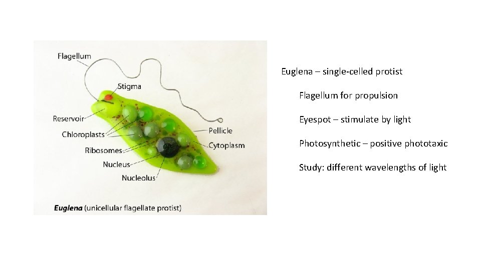 Euglena – single-celled protist Flagellum for propulsion Eyespot – stimulate by light Photosynthetic –