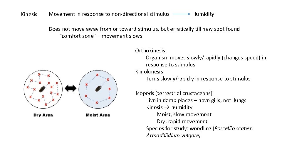 Kinesis Movement in response to non-directional stimulus Humidity Does not move away from or