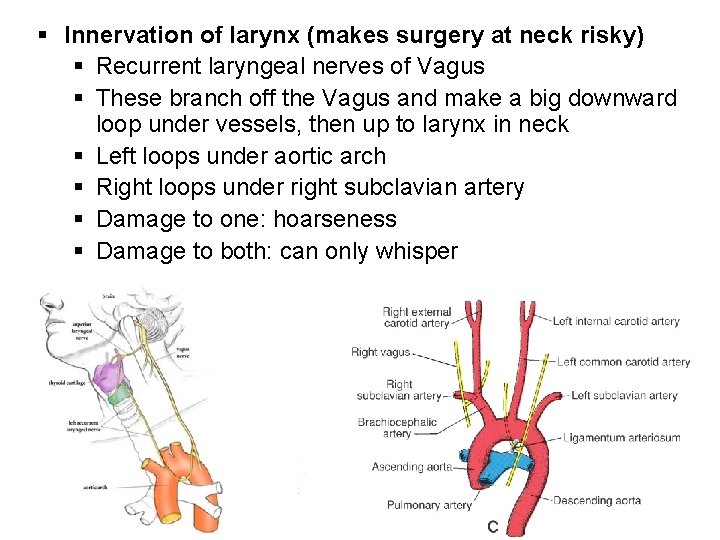 § Innervation of larynx (makes surgery at neck risky) § Recurrent laryngeal nerves of