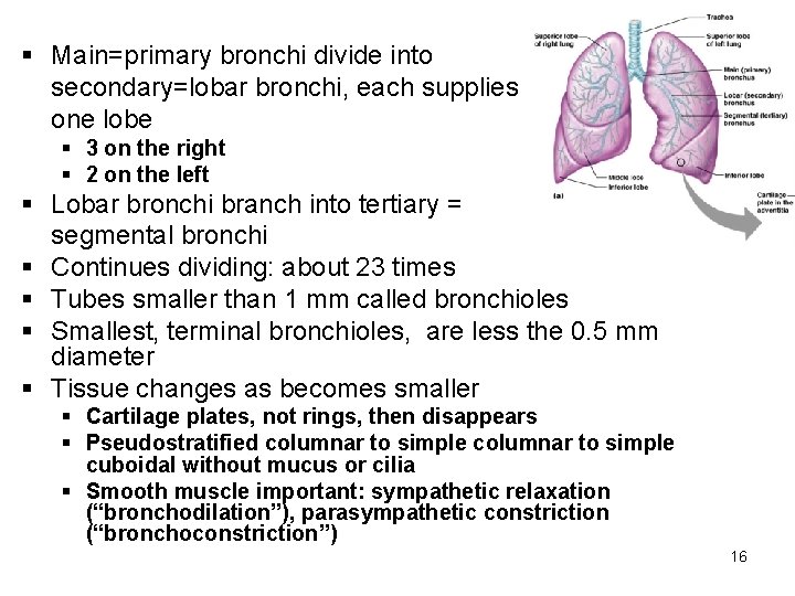 § Main=primary bronchi divide into secondary=lobar bronchi, each supplies one lobe § 3 on
