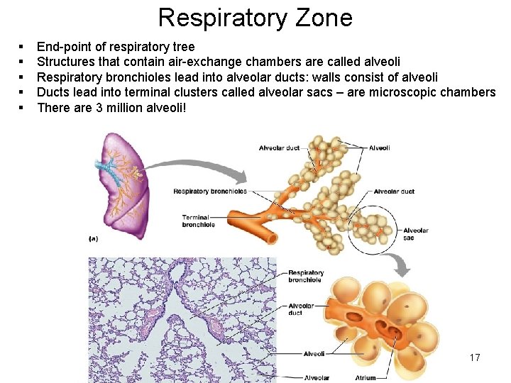 Respiratory Zone § § § End-point of respiratory tree Structures that contain air-exchange chambers