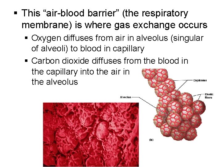 § This “air-blood barrier” (the respiratory membrane) is where gas exchange occurs § Oxygen