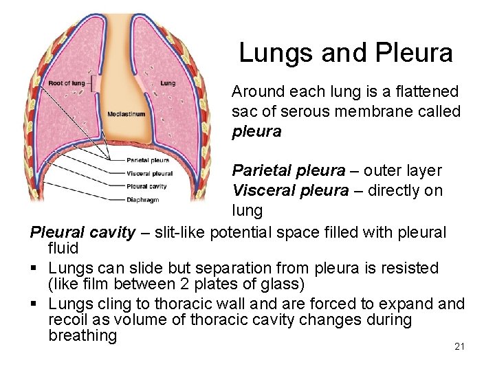 Lungs and Pleura Around each lung is a flattened sac of serous membrane called Lungs and Pleura Around each lung is a flattened sac of serous membrane called