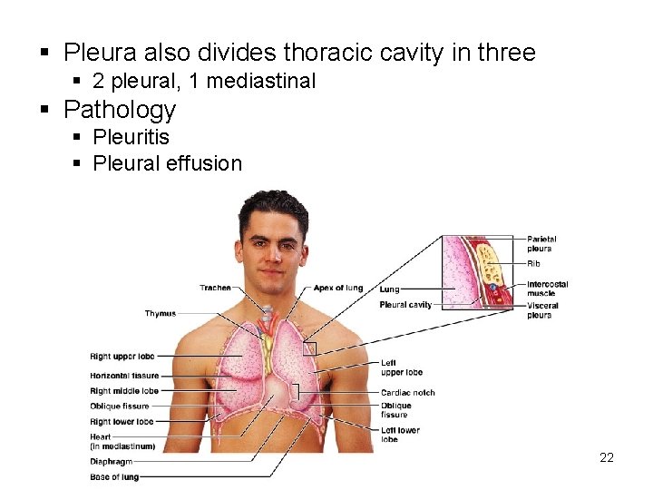 § Pleura also divides thoracic cavity in three § 2 pleural, 1 mediastinal §