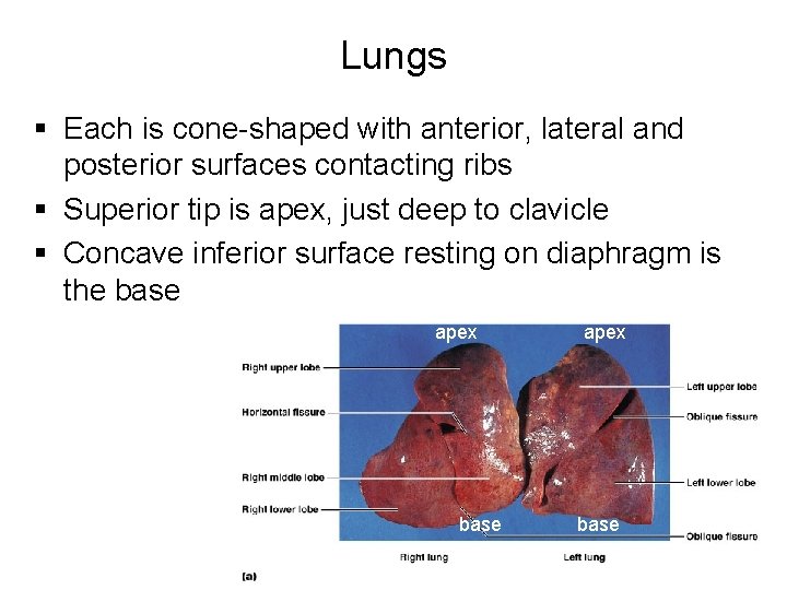 Lungs § Each is cone-shaped with anterior, lateral and posterior surfaces contacting ribs § Lungs § Each is cone-shaped with anterior, lateral and posterior surfaces contacting ribs §