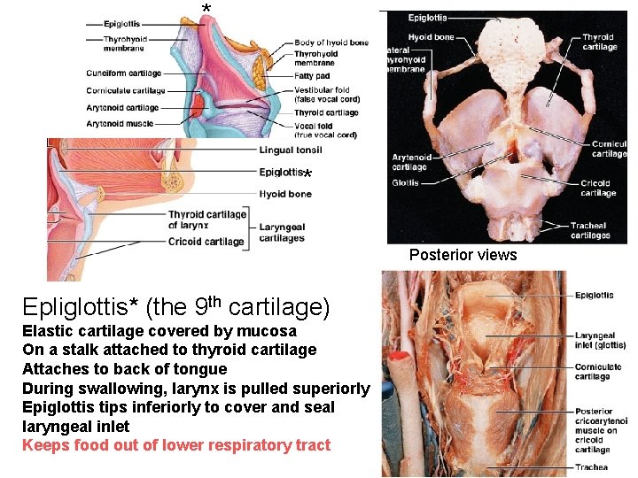 * * Posterior views Epliglottis* (the 9 th cartilage) Elastic cartilage covered by mucosa
