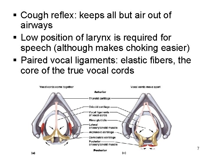 § Cough reflex: keeps all but air out of airways § Low position of
