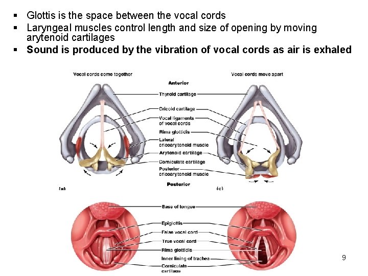 § Glottis is the space between the vocal cords § Laryngeal muscles control length