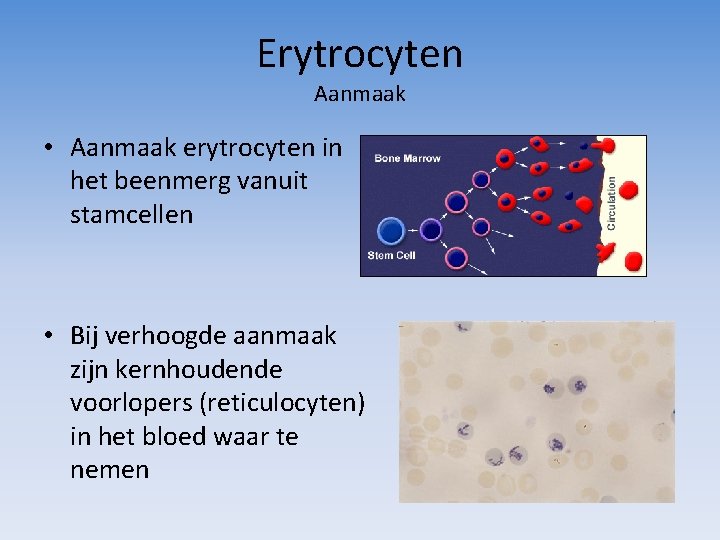 Erytrocyten Aanmaak • Aanmaak erytrocyten in het beenmerg vanuit stamcellen • Bij verhoogde aanmaak