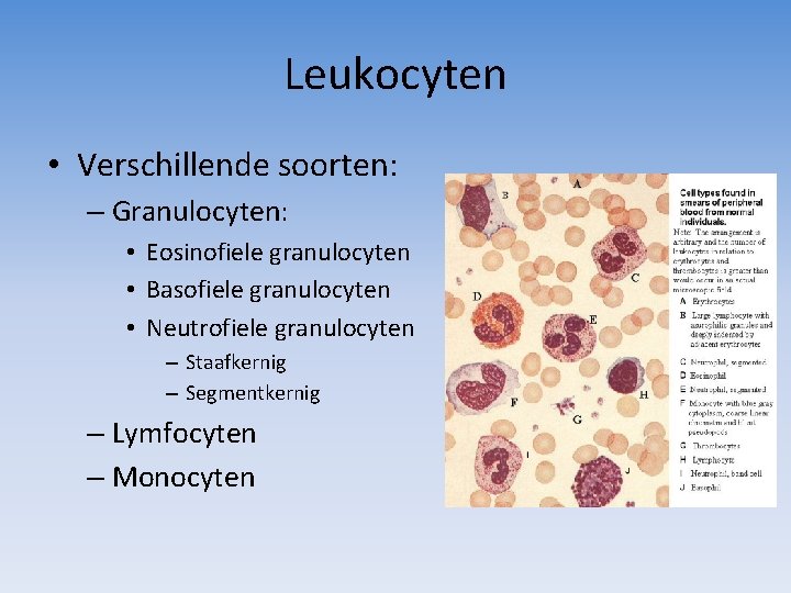 Leukocyten • Verschillende soorten: – Granulocyten: • Eosinofiele granulocyten • Basofiele granulocyten • Neutrofiele