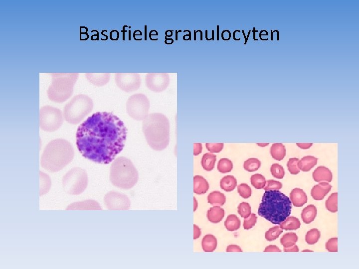 Basofiele granulocyten 