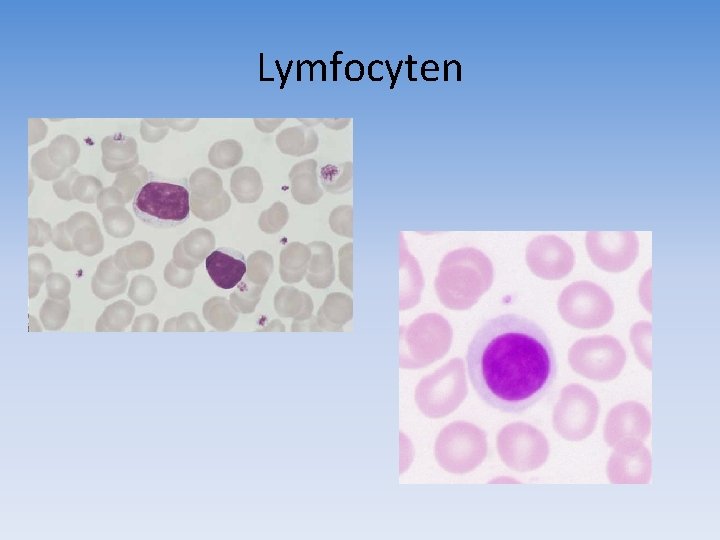 Lymfocyten 