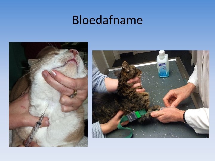 Bloedafname 
