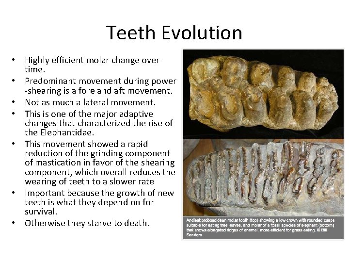 Teeth Evolution • Highly efficient molar change over time. • Predominant movement during power