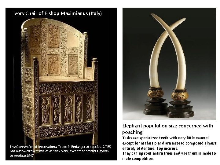 Ivory Chair of Bishop Maximianus (Italy) Elephant population size concerned with poaching. The Convention