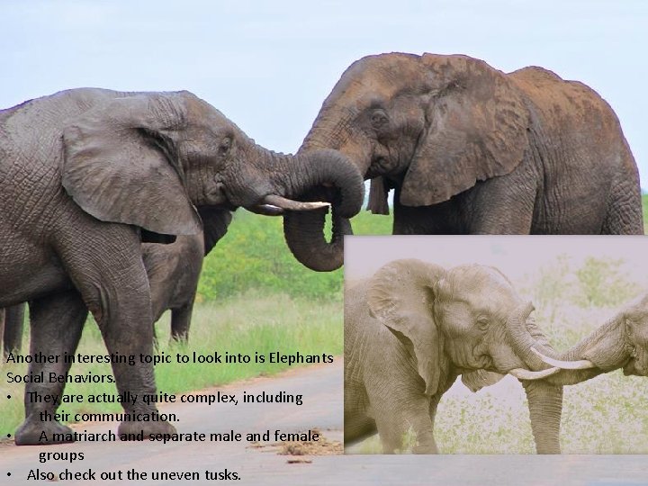 Another interesting topic to look into is Elephants Social Behaviors. • They are actually