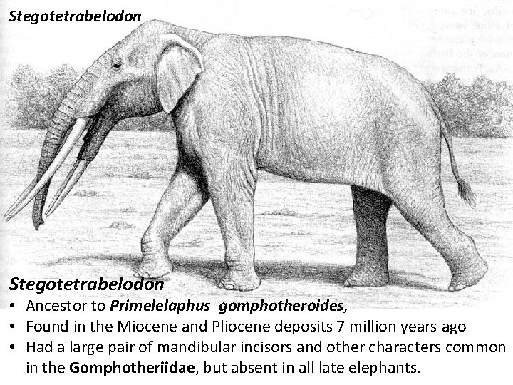 Stegotetrabelodon • Ancestor to Primelelaphus gomphotheroides, • Found in the Miocene and Pliocene deposits