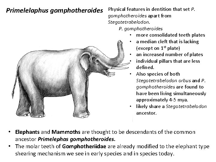 Primelelaphus gomphotheroides Physical features in dentition that set P. gomphotheroides apart from Stegotetrabelodon. P.