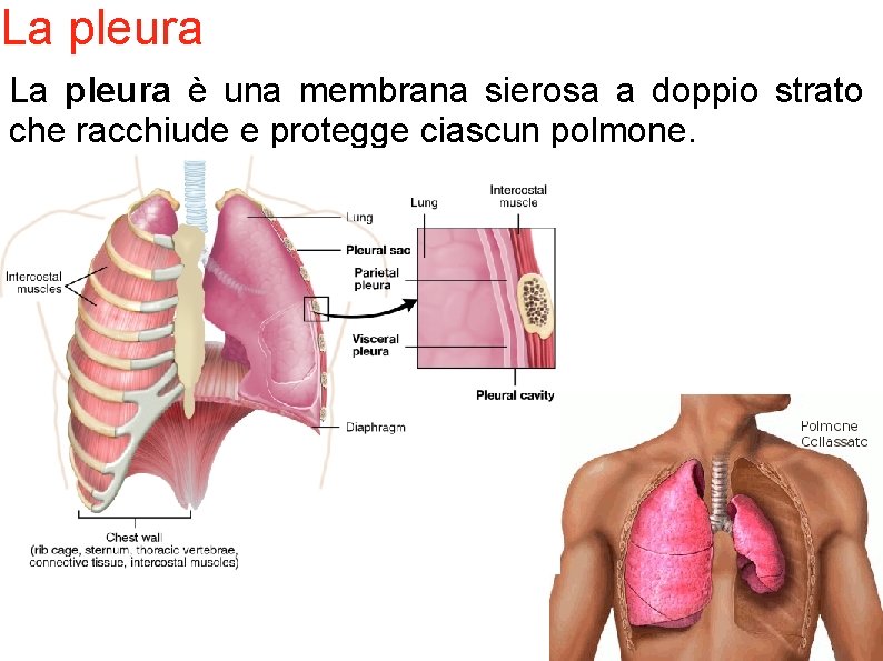 La pleura è una membrana sierosa a doppio strato che racchiude e protegge ciascun