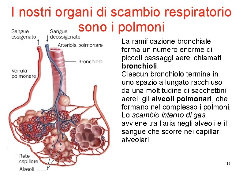 I nostri organi di scambio respiratorio sono i polmoni La ramificazione bronchiale forma un