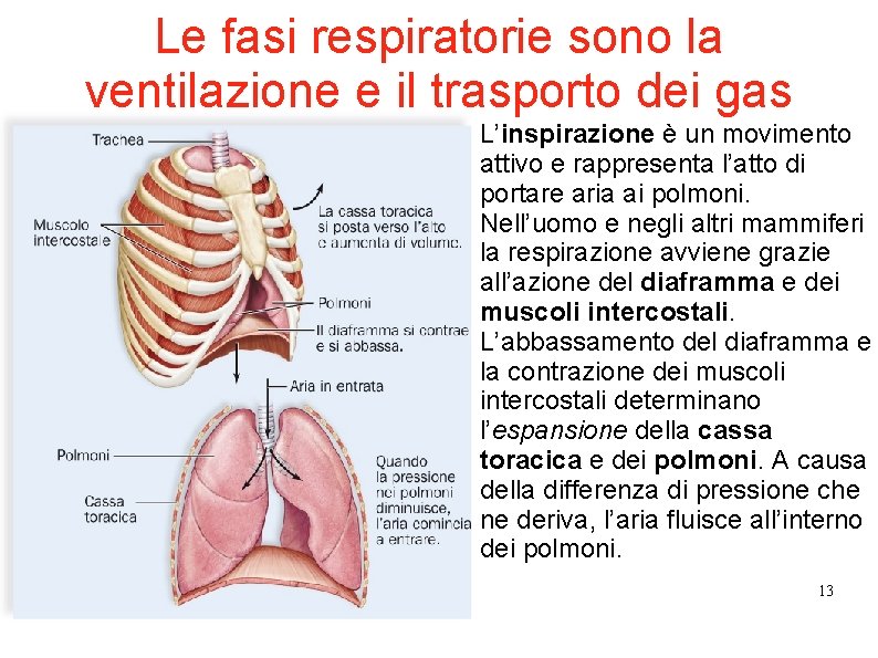 Le fasi respiratorie sono la ventilazione e il trasporto dei gas L’inspirazione è un