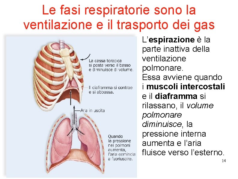 Le fasi respiratorie sono la ventilazione e il trasporto dei gas L’espirazione è la