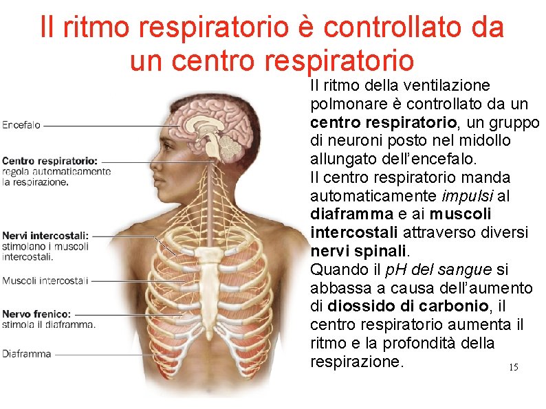 Il ritmo respiratorio è controllato da un centro respiratorio Il ritmo della ventilazione polmonare