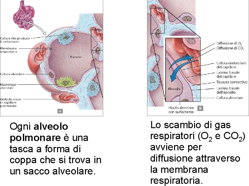 Ogni alveolo polmonare è una tasca a forma di coppa che si trova in