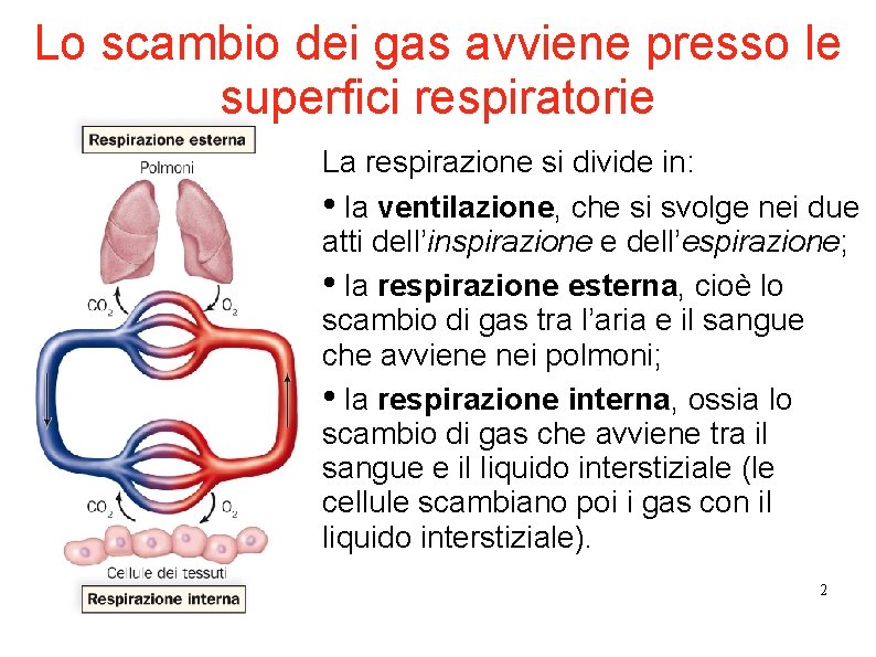 Lo scambio dei gas avviene presso le superfici respiratorie La respirazione si divide in: