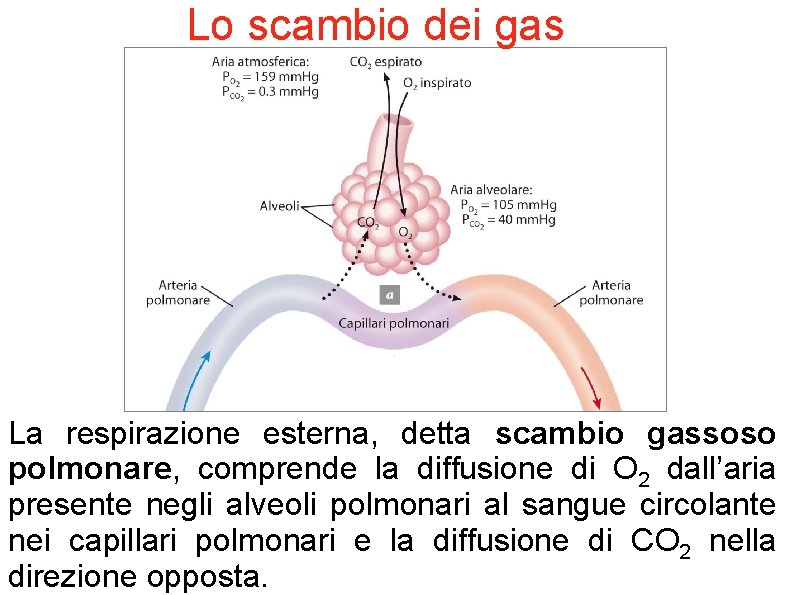 Lo scambio dei gas La respirazione esterna, detta scambio gassoso polmonare, comprende la diffusione