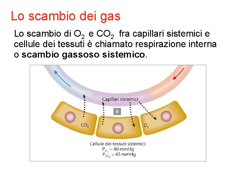 Lo scambio dei gas Lo scambio di O 2 e CO 2 fra capillari