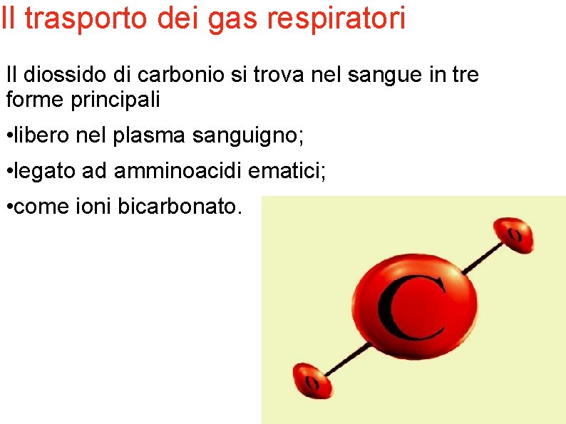 Il trasporto dei gas respiratori Il diossido di carbonio si trova nel sangue in