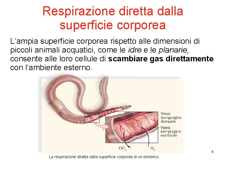 Respirazione diretta dalla superficie corporea L’ampia superficie corporea rispetto alle dimensioni di piccoli animali