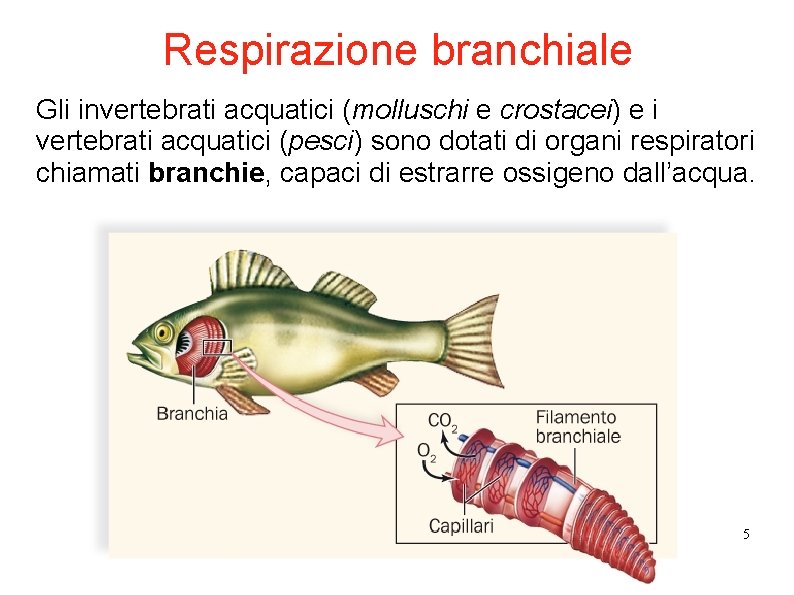 Respirazione branchiale Gli invertebrati acquatici (molluschi e crostacei) e i vertebrati acquatici (pesci) sono