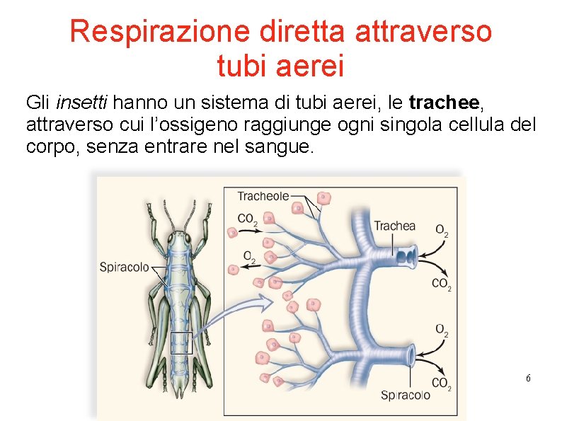 Respirazione diretta attraverso tubi aerei Gli insetti hanno un sistema di tubi aerei, le