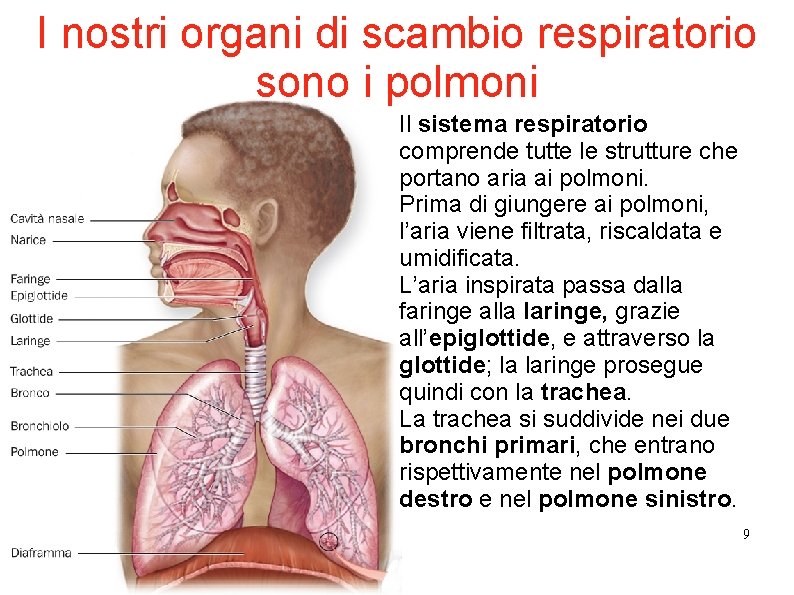 I nostri organi di scambio respiratorio sono i polmoni Il sistema respiratorio comprende tutte