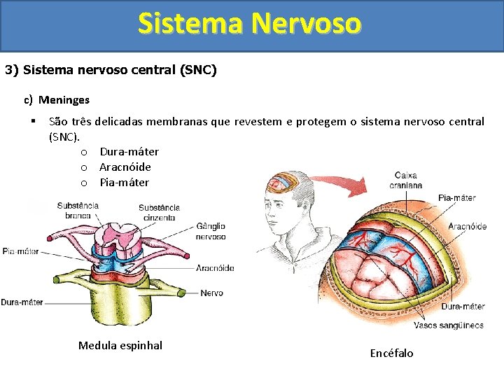 Sistema Nervoso 3) Sistema nervoso central (SNC) c) Meninges § São três delicadas membranas