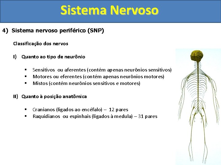 Sistema Nervoso 4) Sistema nervoso periférico (SNP) Classificação dos nervos I) Quanto ao tipo