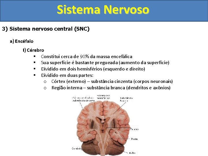 Sistema Nervoso 3) Sistema nervoso central (SNC) a) Encéfalo I) Cérebro § Constitui cerca