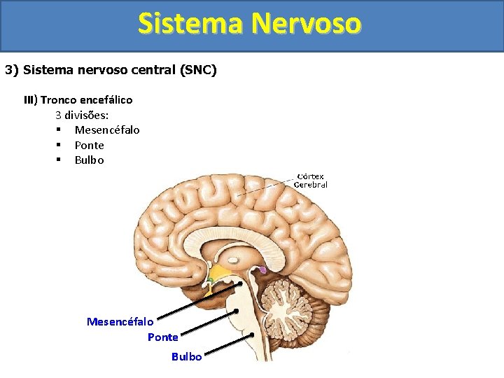 Sistema Nervoso 3) Sistema nervoso central (SNC) III) Tronco encefálico 3 divisões: § Mesencéfalo