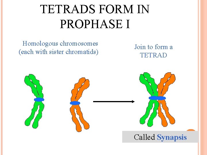 TETRADS FORM IN PROPHASE I Homologous chromosomes (each with sister chromatids) Join to form