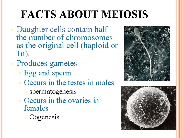 FACTS ABOUT MEIOSIS § § Daughter cells contain half the number of chromosomes as