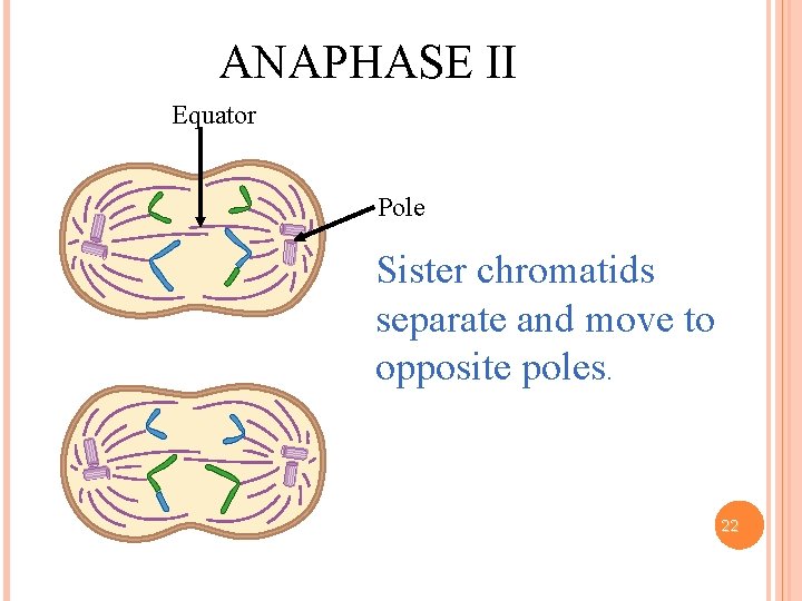 ANAPHASE II Equator Pole Sister chromatids separate and move to opposite poles. 22 