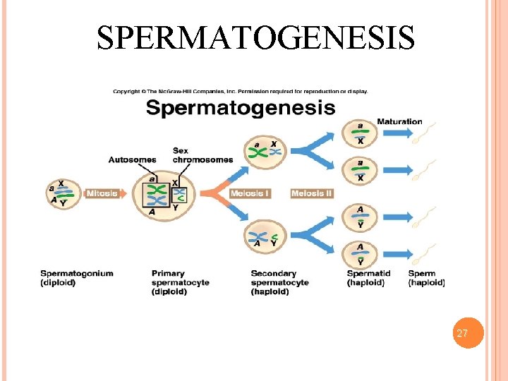 SPERMATOGENESIS 27 