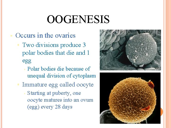 OOGENESIS § Occurs in the ovaries § Two divisions produce 3 polar bodies that